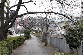 3月8日の石崎川プロムナードの桜つぼみの写真