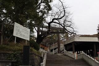3月8日的伊勢山皇大神宮的櫻花花苞的照片