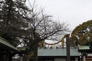 3월 8일의 이세야마황대신궁의 벚꽃 봉오리의 사진