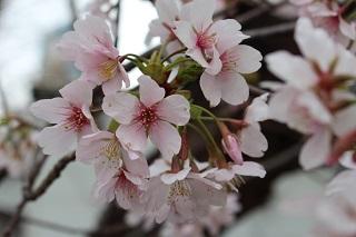 3月8日の掃部山公園の桜つぼみの写真