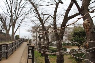 3월 8일의 노게야마코엔(공원)의 벚꽃 봉오리의 사진