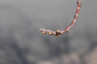 3월 10일의 요코하마 잉글리시 가든 겨드랑이의 벚꽃 봉오리의 사진