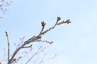 3月10日の横浜イングリッシュガーデン脇の桜つぼみの写真