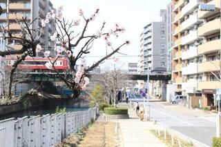 Hình ảnh hoa mận ở lối đi dạo Ishizakigawa vào ngày 10 tháng 3