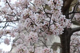 3월 10일의 카몬야마코엔(공원)(다마나와 벚꽃)