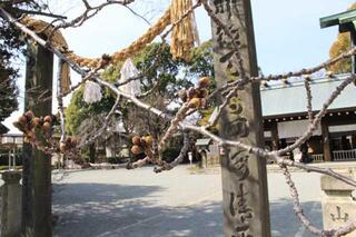 3월 10일의 이세야마황대신궁의 벚꽃 봉오리의 사진