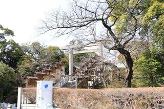 3월 10일의 이세야마황대신궁의 벚꽃의 사진