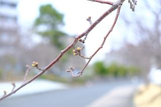 3月16日的橫濱英語花園旁處的櫻花花苞的照片