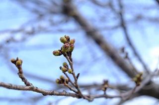 3月16日的橫濱英語花園旁處的櫻花花苞的照片