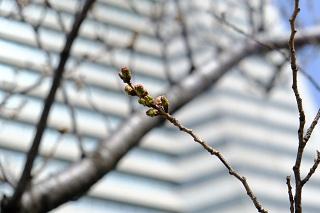 3월 16일의 사쿠라도오리의 벚꽃의 봉오리의 사진