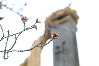 3월 16일의 이세야마황대신궁의 벚꽃의 봉오리의 사진