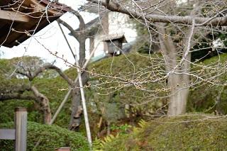 3月16日の伊勢山皇大神宮の桜のつぼみの写真