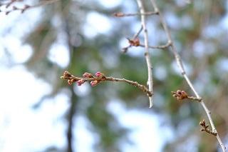 3月16日的掃部山公園的櫻花的花苞的照片