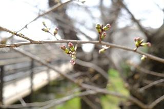 3月16日的野毛山公園的櫻花的花苞的照片