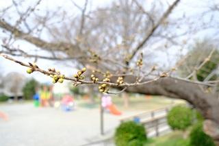 Hình ảnh nụ hoa anh đào tại công viên Nogeyama vào ngày 16/3