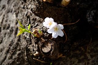 3月16日の石崎川プロムナードの桜の写真