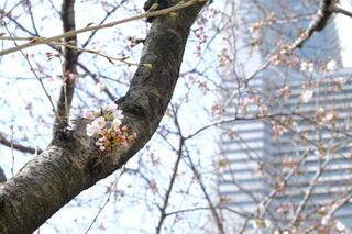 3月23日のさくら通りの桜の写真