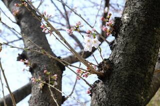 3월 23일의 사쿠라도오리의 벚꽃의 사진
