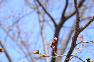3월 23일의 요코하마 잉글리시 가든 겨드랑이의 벚꽃 봉오리의 사진