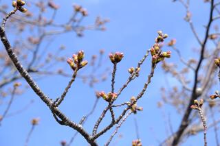 Hình ảnh nụ hoa anh đào bên cạnh Vườn Anh Yokohama vào ngày 23 tháng 3