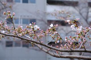 Hình ảnh hoa anh đào tại lối đi dạo Ishizakigawa vào ngày 23 tháng 3