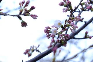 3月23日的石崎川散步的櫻花的照片