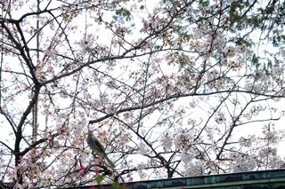 3月23日的伊勢山皇大神宮的櫻花的照片