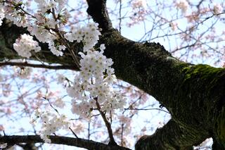 Hình ảnh hoa anh đào tại đền Iseyama Kodai vào ngày 23 tháng 3