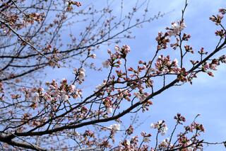 3월 23일의 카몬야마코엔(공원)의 벚꽃의 사진
