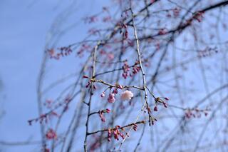 3월 23일의 카몬야마코엔(공원)의 벚꽃의 사진