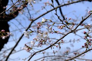 3月23日的野毛山公園的櫻花的照片