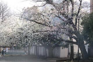 3月25日的戶部公園的櫻花的照片