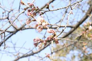 3月25日的戶部公園的櫻花的提高照片