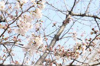 3月25日的西區役所前面的櫻花的提高照片