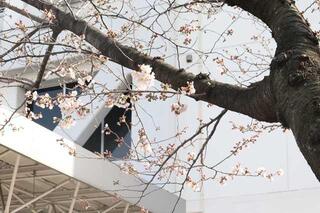 Hình ảnh hoa anh đào trước Văn phòng Phường Nishi ngày 25/3