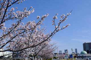Hình ảnh hoa anh đào bên cạnh Vườn Anh Yokohama vào ngày 28 tháng 3