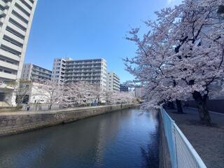 3月28日の石崎川プロムナードの桜の写真