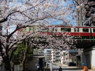 3月28日の石崎川プロムナードの桜の写真