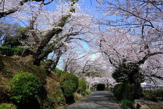3월 28일의 카몬야마코엔(공원)의 벚꽃의 사진