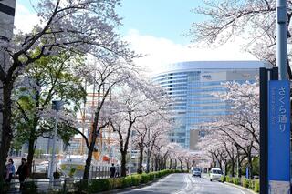 按照3月28日的櫻花的原樣原封不動的櫻花的照片