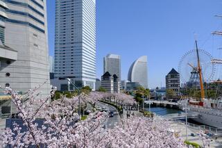 3月28日のさくら通りの桜の写真