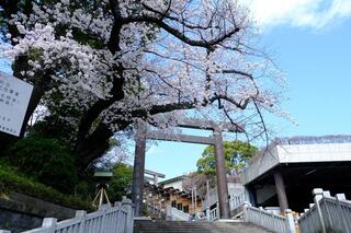 3月28日的伊勢山皇大神宮的櫻花的照片
