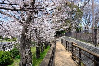 3月28日的野毛山公園的櫻花的照片