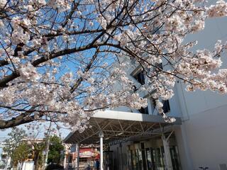 3月28日的西區役所前面的櫻花的照片