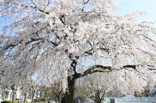 3月28日的岡野公園的櫻花的照片