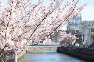 預先3月28日的霜橋的櫻花的照片