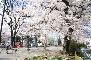 3月28日的久保町公園的櫻花的照片
