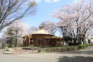 3月28日的境之谷公園的櫻花的照片