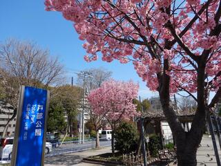 3月28日的戶部公園的櫻花的照片