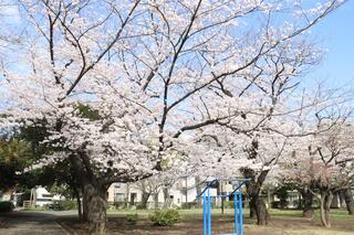 3月28日的社宮司公園的櫻花的照片